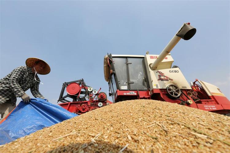 农业农村部：小麦主产区大规模机收基本结束