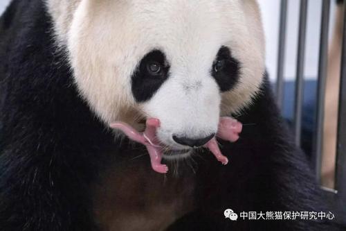 旅韩大熊猫“华妮”喜诞双胞胎