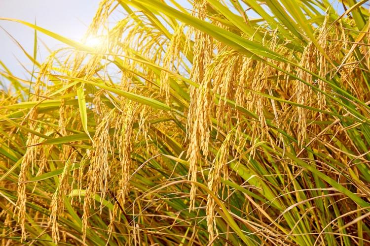 今年全国早稻总产量2833.7万吨 增长0.8%