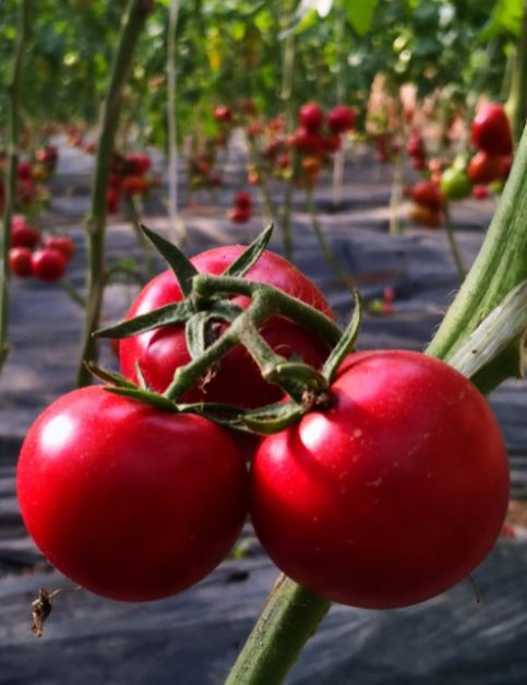 山东农业大学研发出适合机采的鲜食番茄