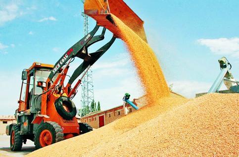 主产区收购夏粮超6300万吨 秋粮开始陆续上市