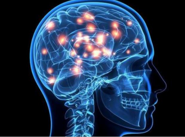 数千年间，脑容量下降了约10% 人类的大脑是怎么“丢”的？