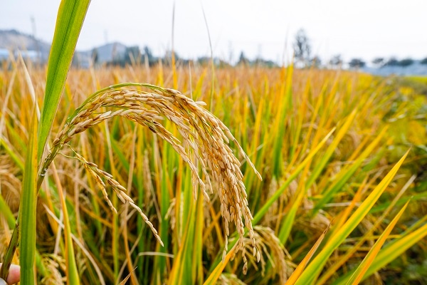 亩产提高12%！袁隆平超级稻在徐州试种成功