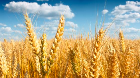 全国冬小麦播种进展顺利 为明年夏粮丰收按下“确定键”