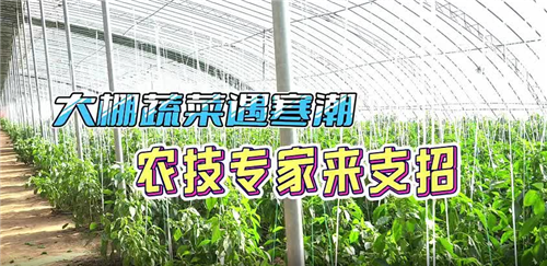 大棚蔬菜遇寒潮 聊城农技专家来支招