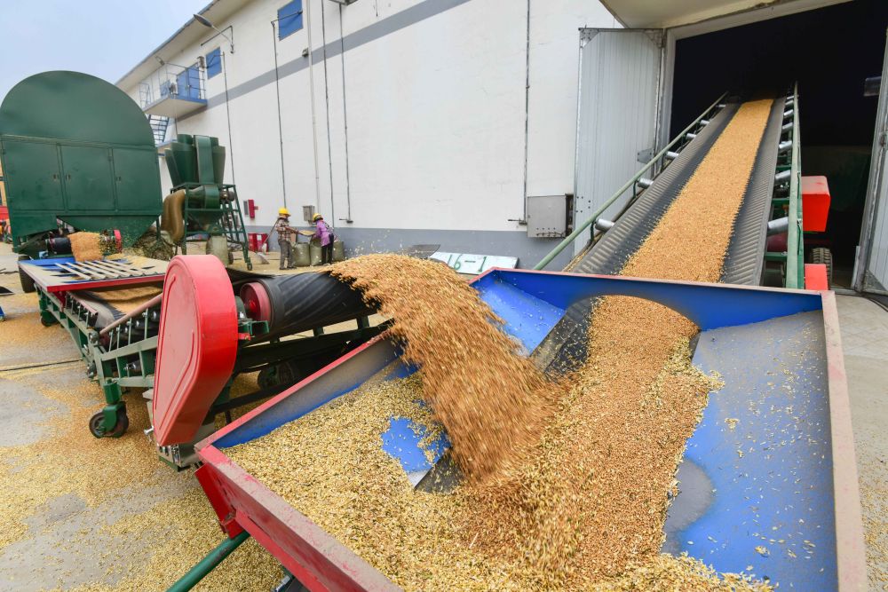 预计夏粮旺季收购量7000万吨左右 储备粮如何保质保鲜