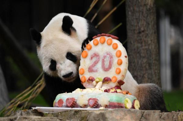 旅美大熊猫"添添"庆祝20岁生日