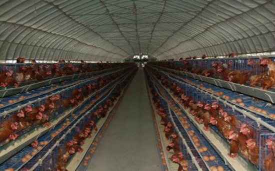 山东省关于规范蛋鸡养殖用药的公告
