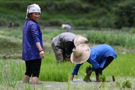 芒种节气的冷知识：为何要“安苗”、吃青梅？