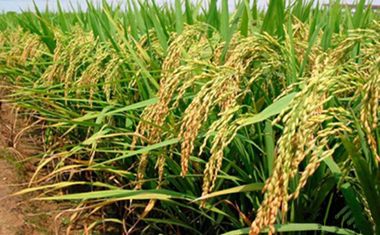 我国矮化水稻种植已基本实现全覆盖