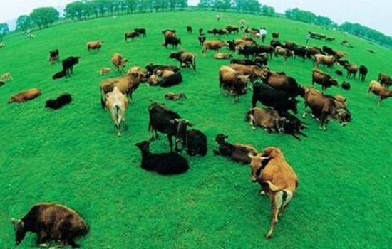 山东计划到2025年发展畜牧合作经济组织超3万个