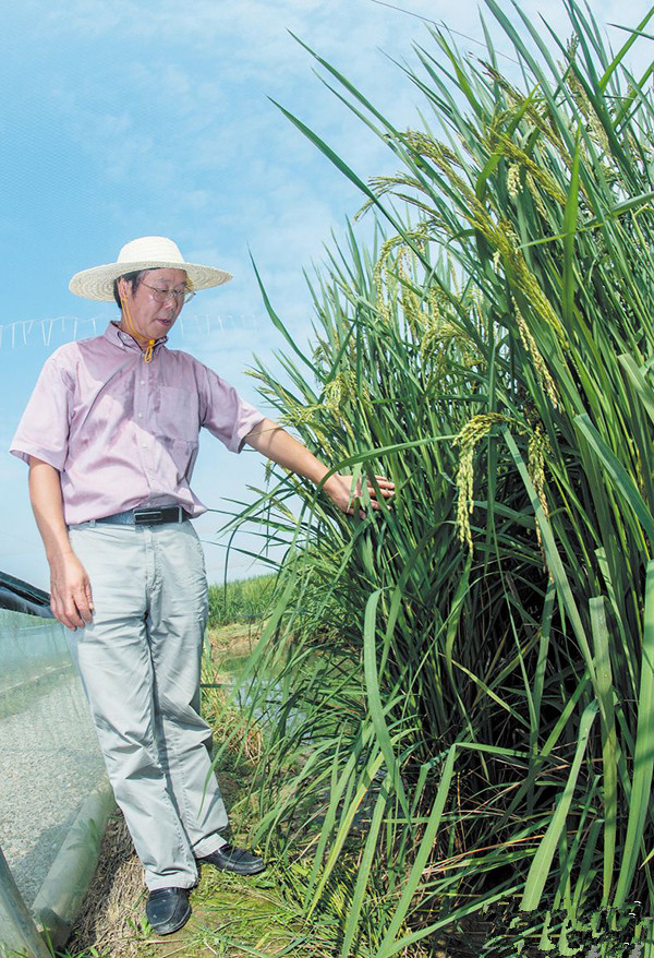 湖南长沙县高产“巨人稻”试种成功，预计亩产突破一吨