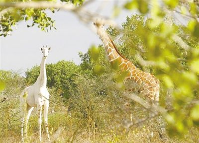 肯尼亚发现白色长颈鹿